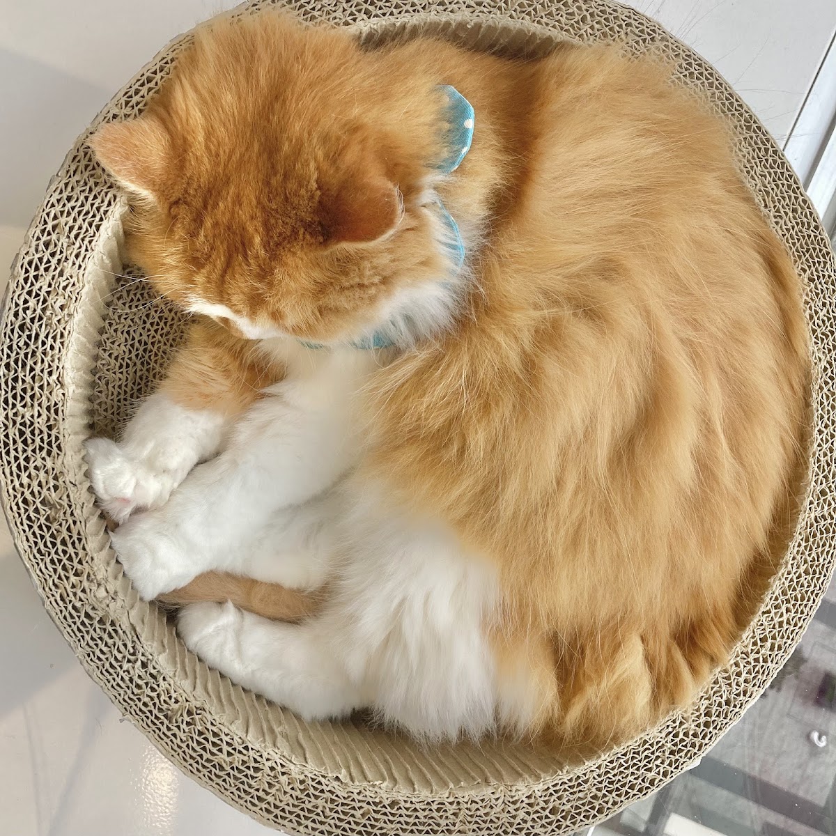 Cokkun cat cafe Hachioji Opa - 3