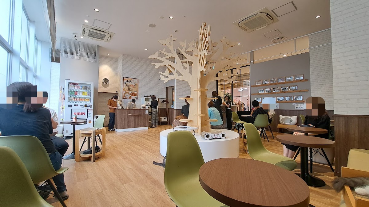 Cokkun cat cafe Hachioji Opa - 6