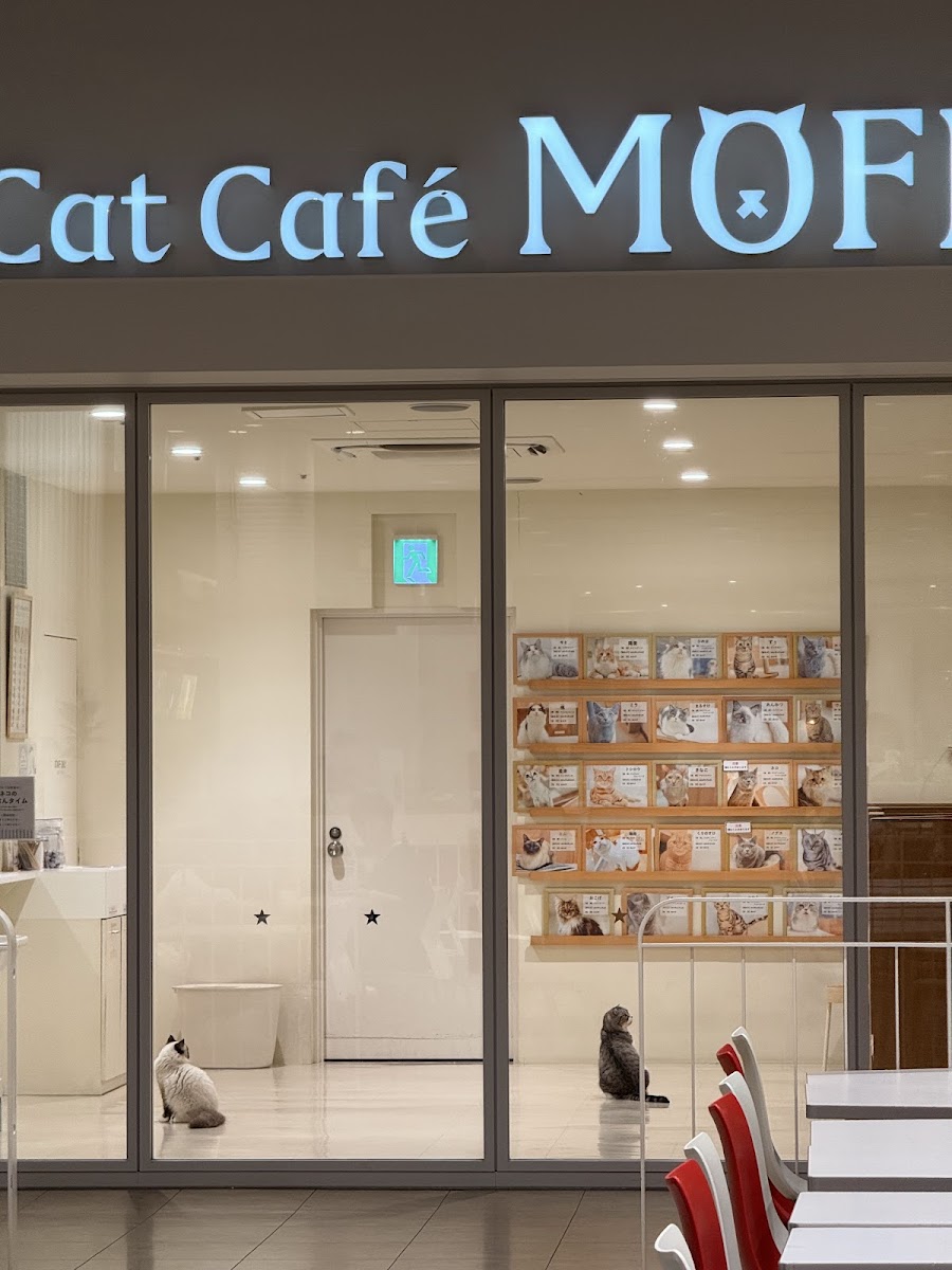 Cat Café MOFF Ario Kurashiki