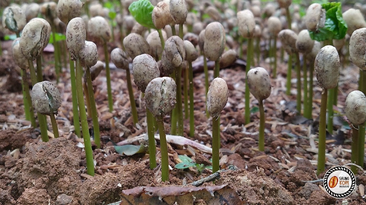 Saung Kopi Bah Dusyie - 3