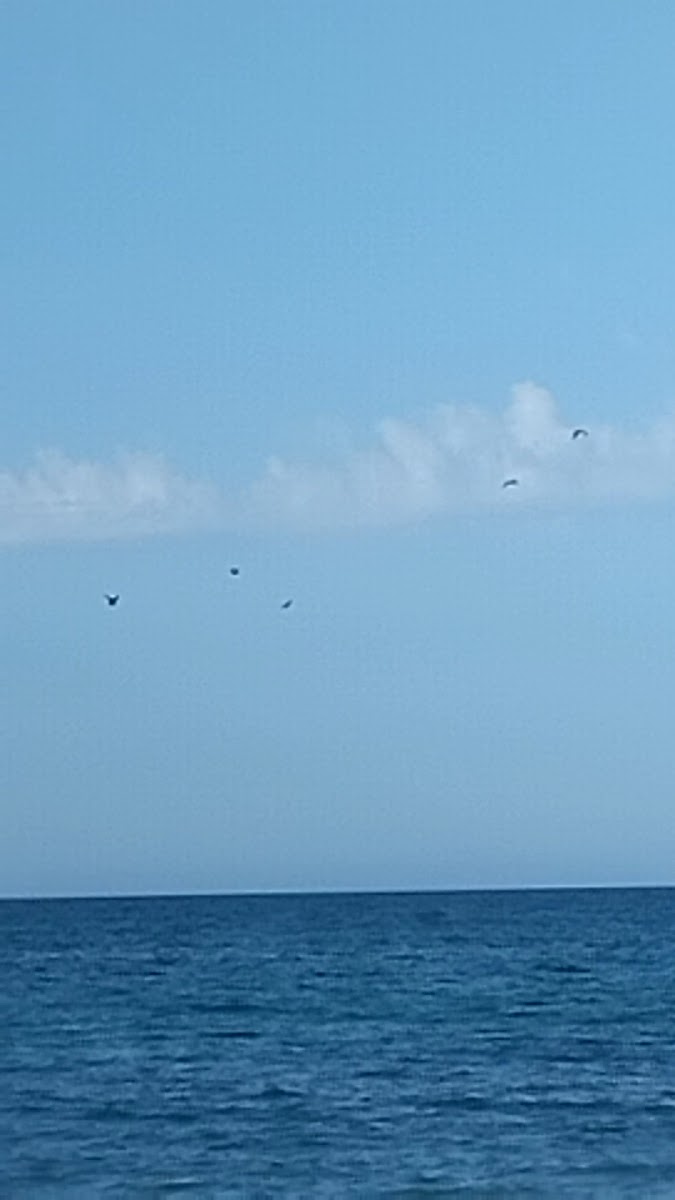 Kafe Zhemchuzhina - 4