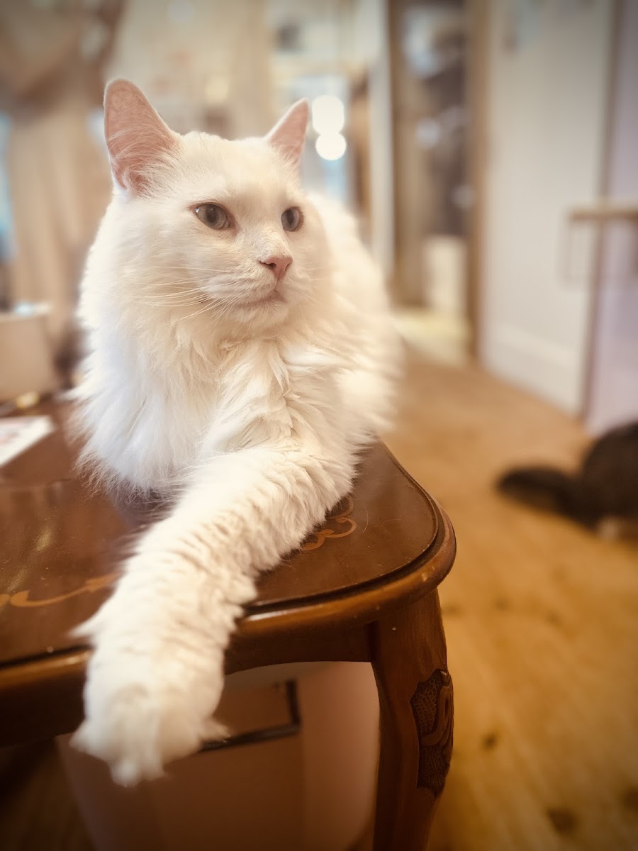 猫カフェ Charilu-しゃりる- - 4