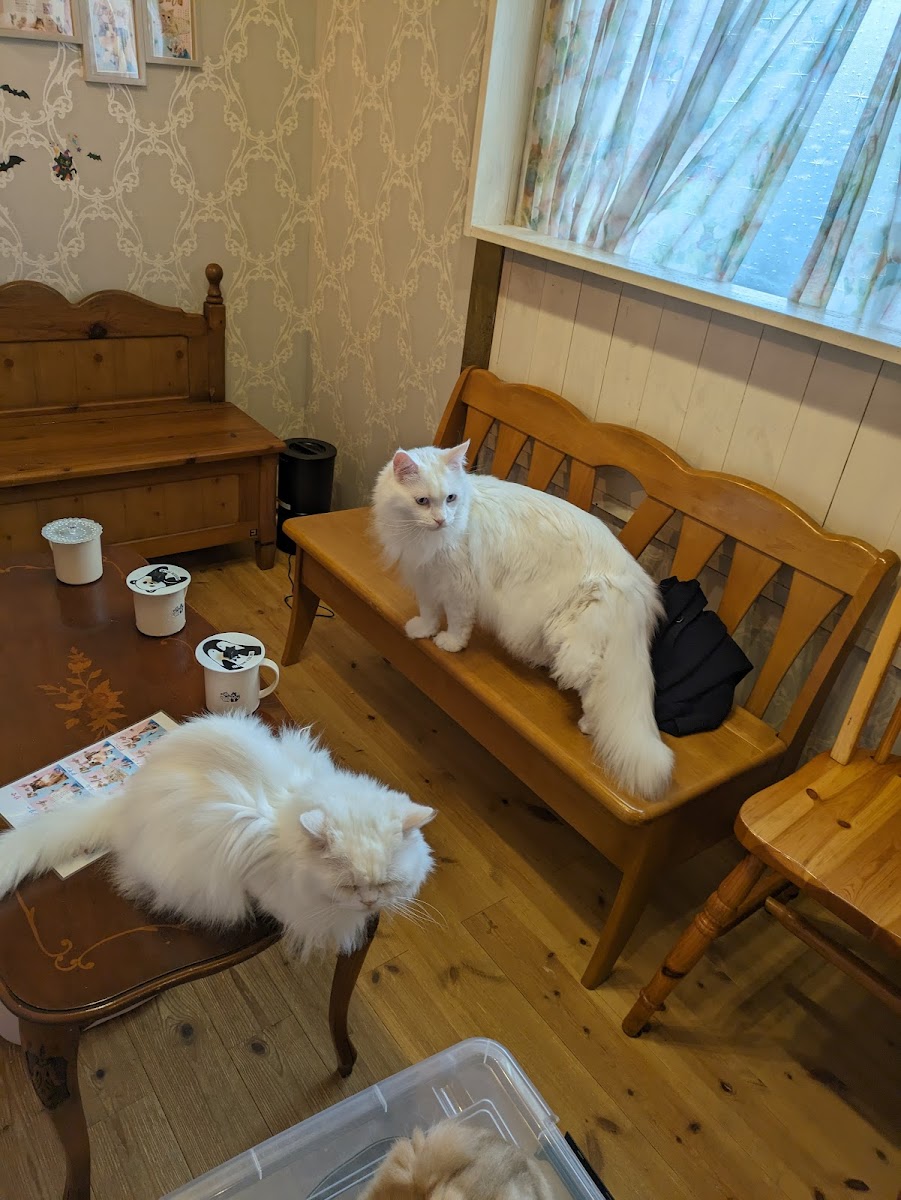 猫カフェ Charilu-しゃりる- - 5