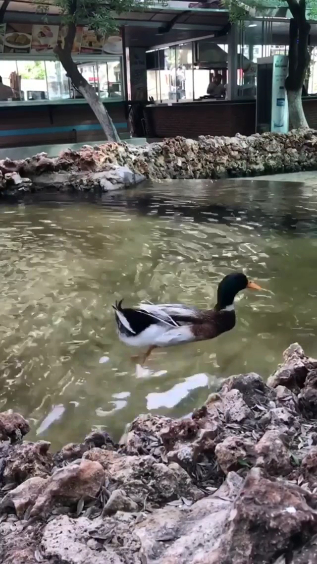 Bahcelievler Selale Park Cafe - 4