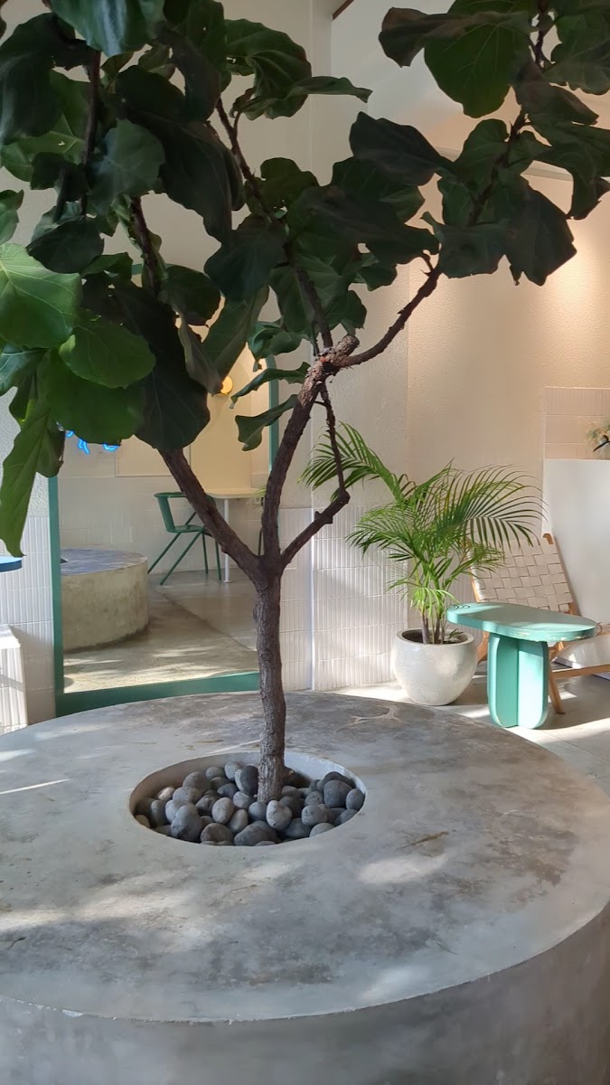 Kookos - Bali Coconut Shakes - 2