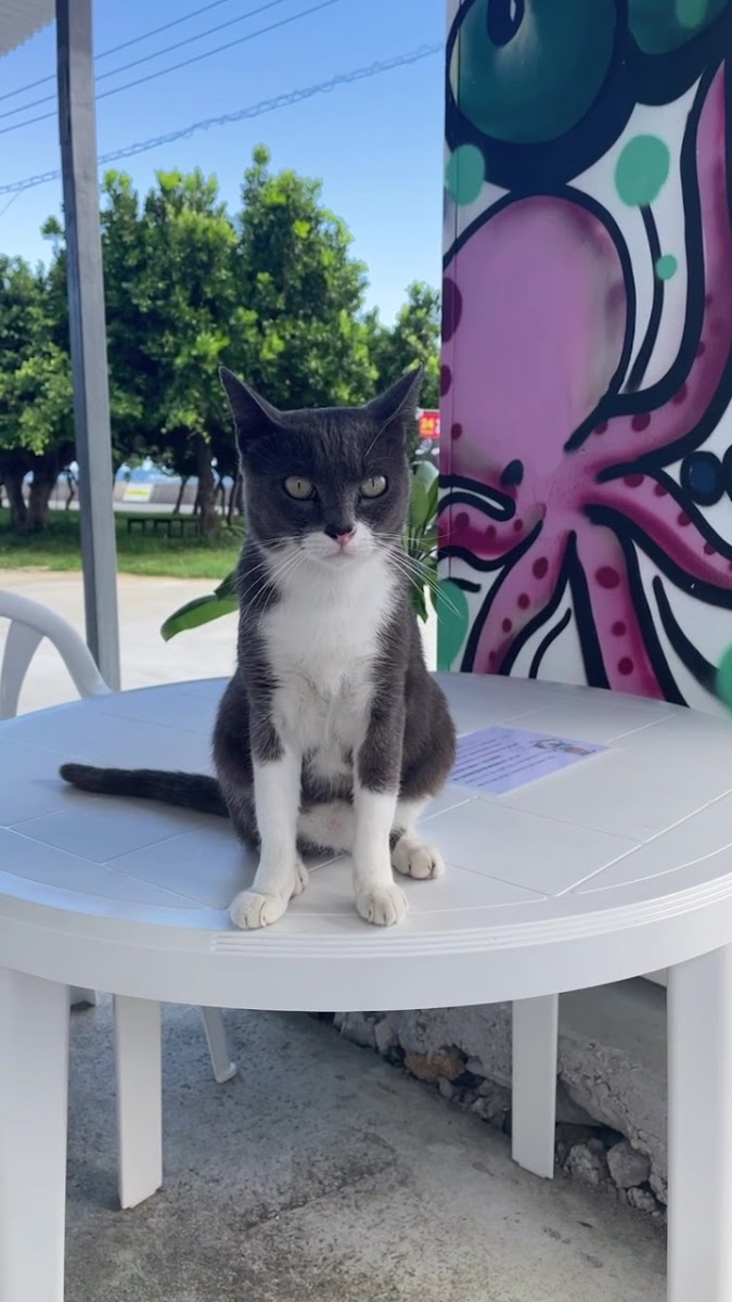 GELATOPUDDINGCAFE奥武島しまねこぷりん - 2