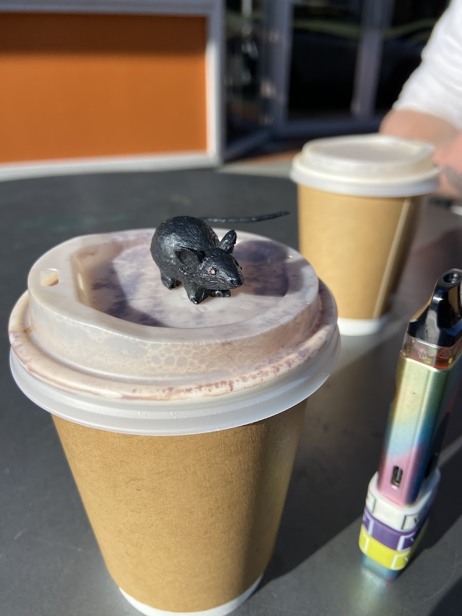 Tern Coffee House - 10