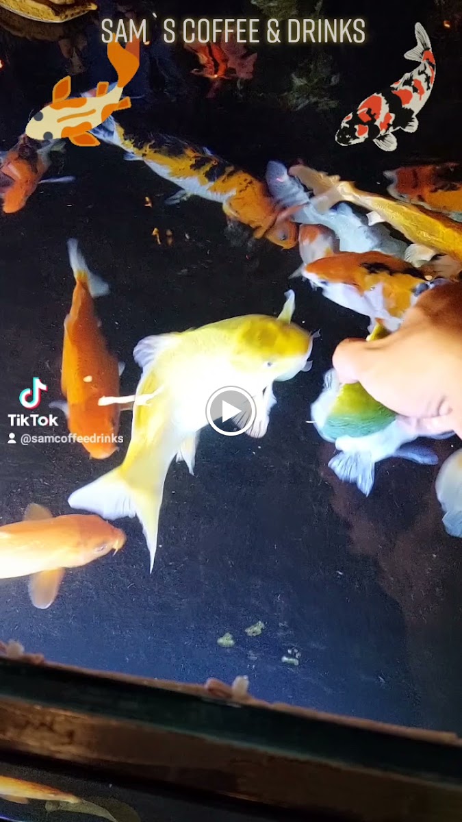 Sam's Coffee & Drinks - 2