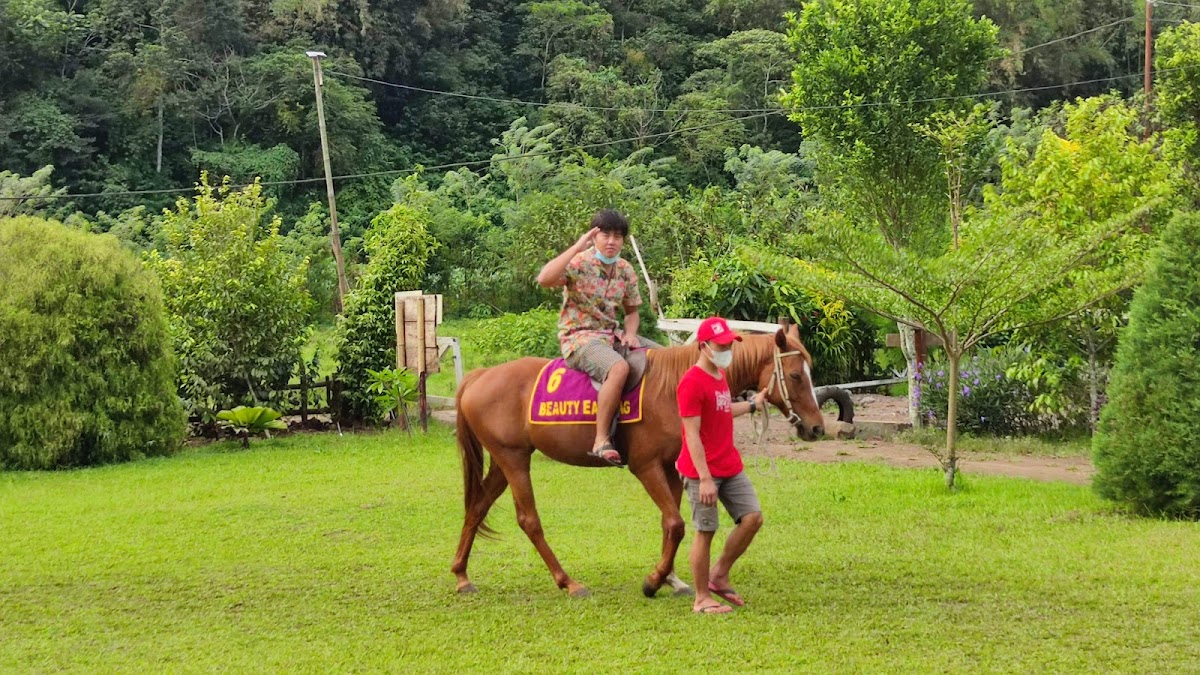 Cinta Mulia Stable 1981