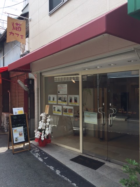 Cat Cafe micia-micio