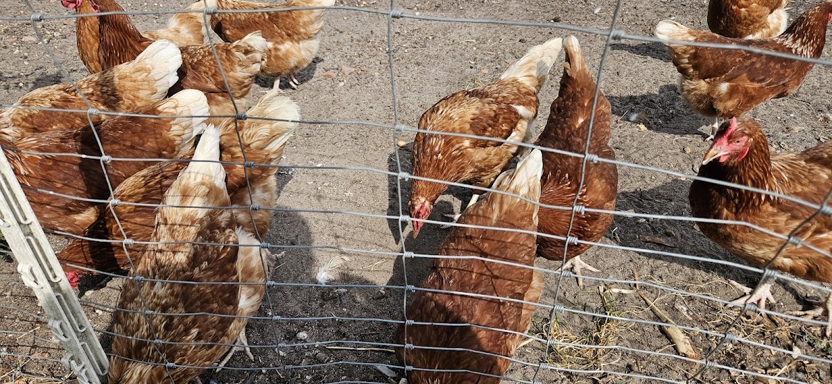 Gutscafe Stegen GbR - 5