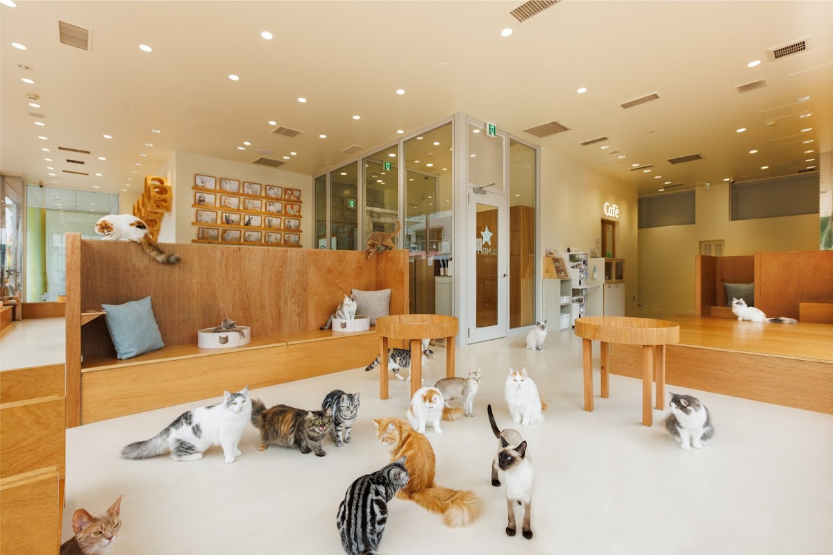 Cat Cafe MOFF PARCO Sendai