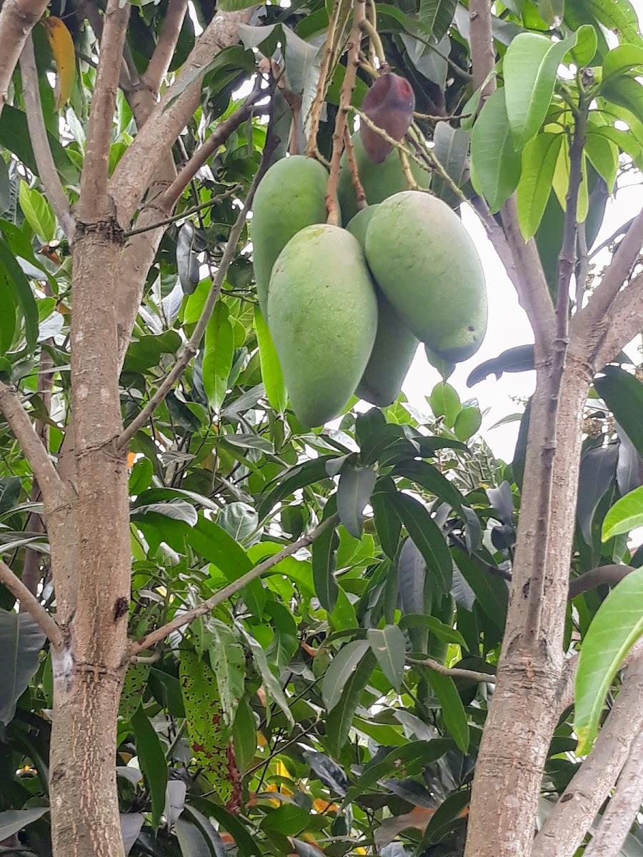 Café Võng Hương Vừng