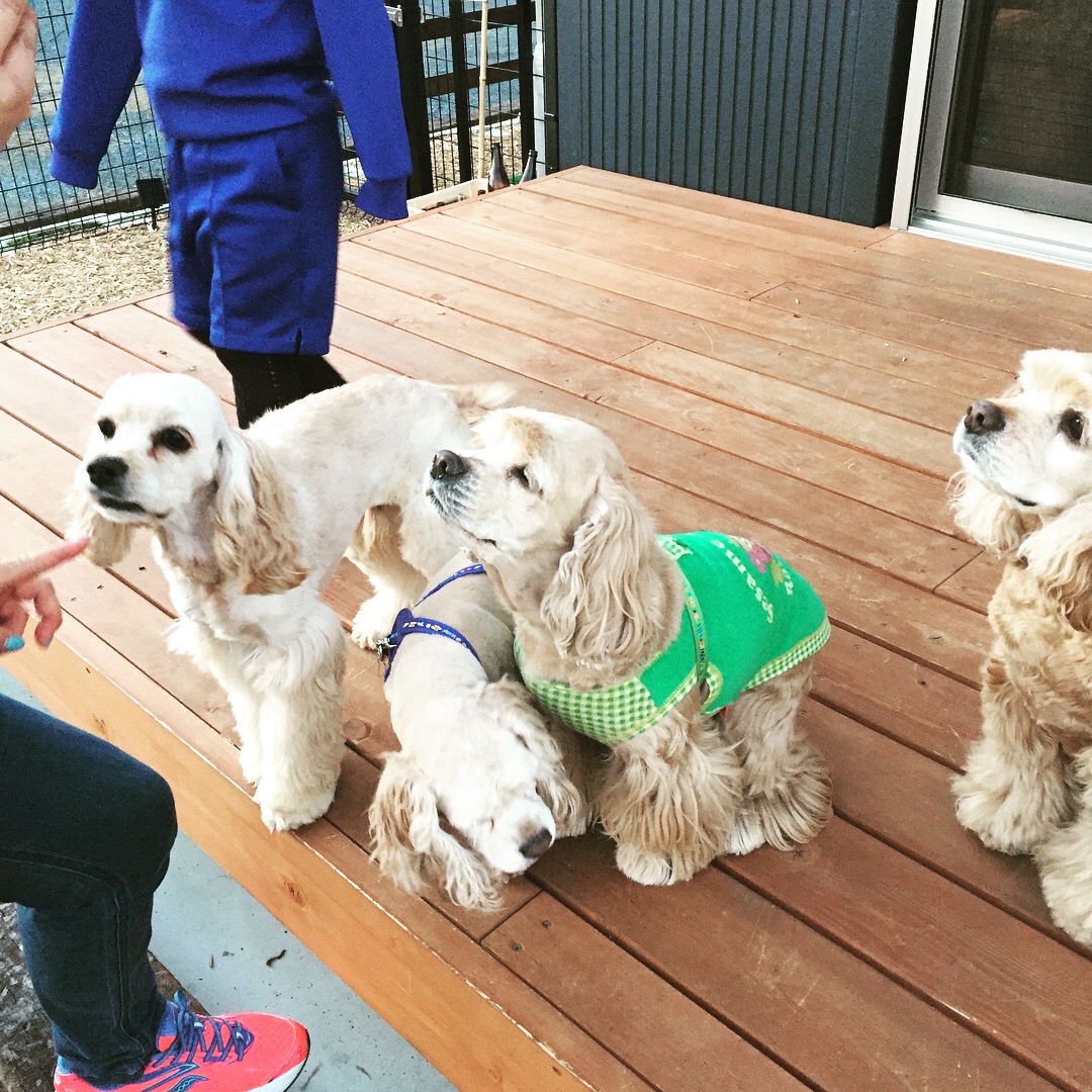 CafeTerrace ディーノ(カフェテラスディーノ) - 4