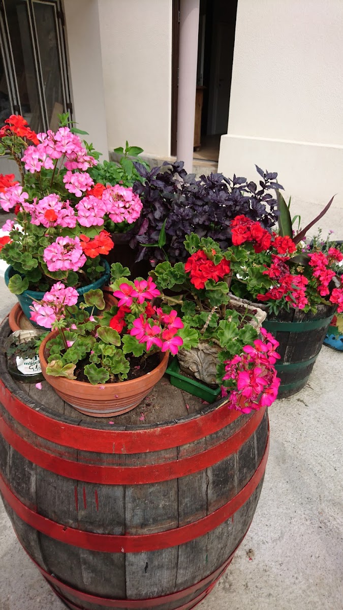 Caffe bar Aurora Gračani - 10