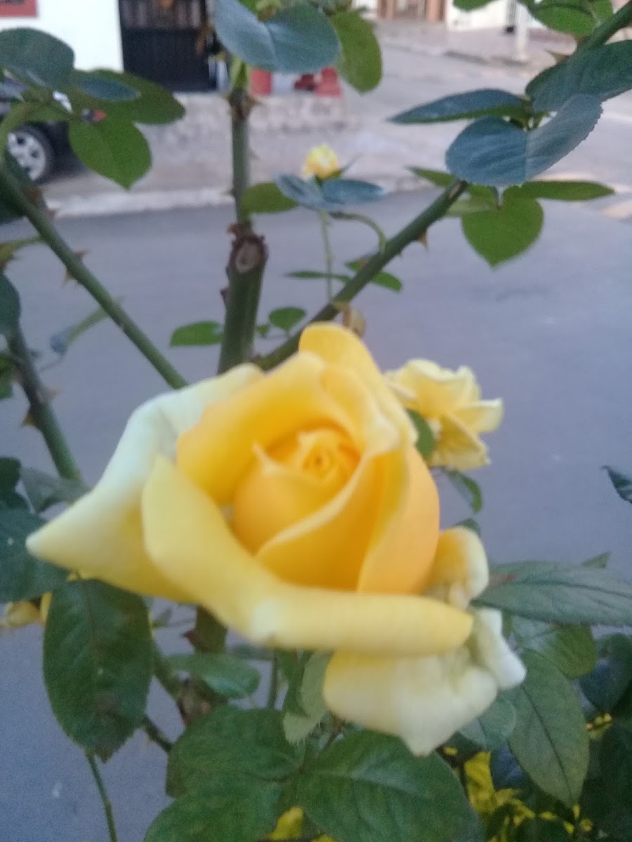 Breads and Manjares - 3