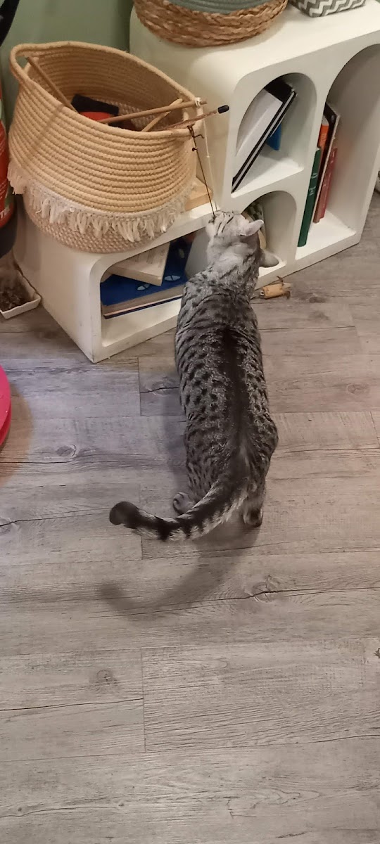 Ô p'tits chats gaillards - 5