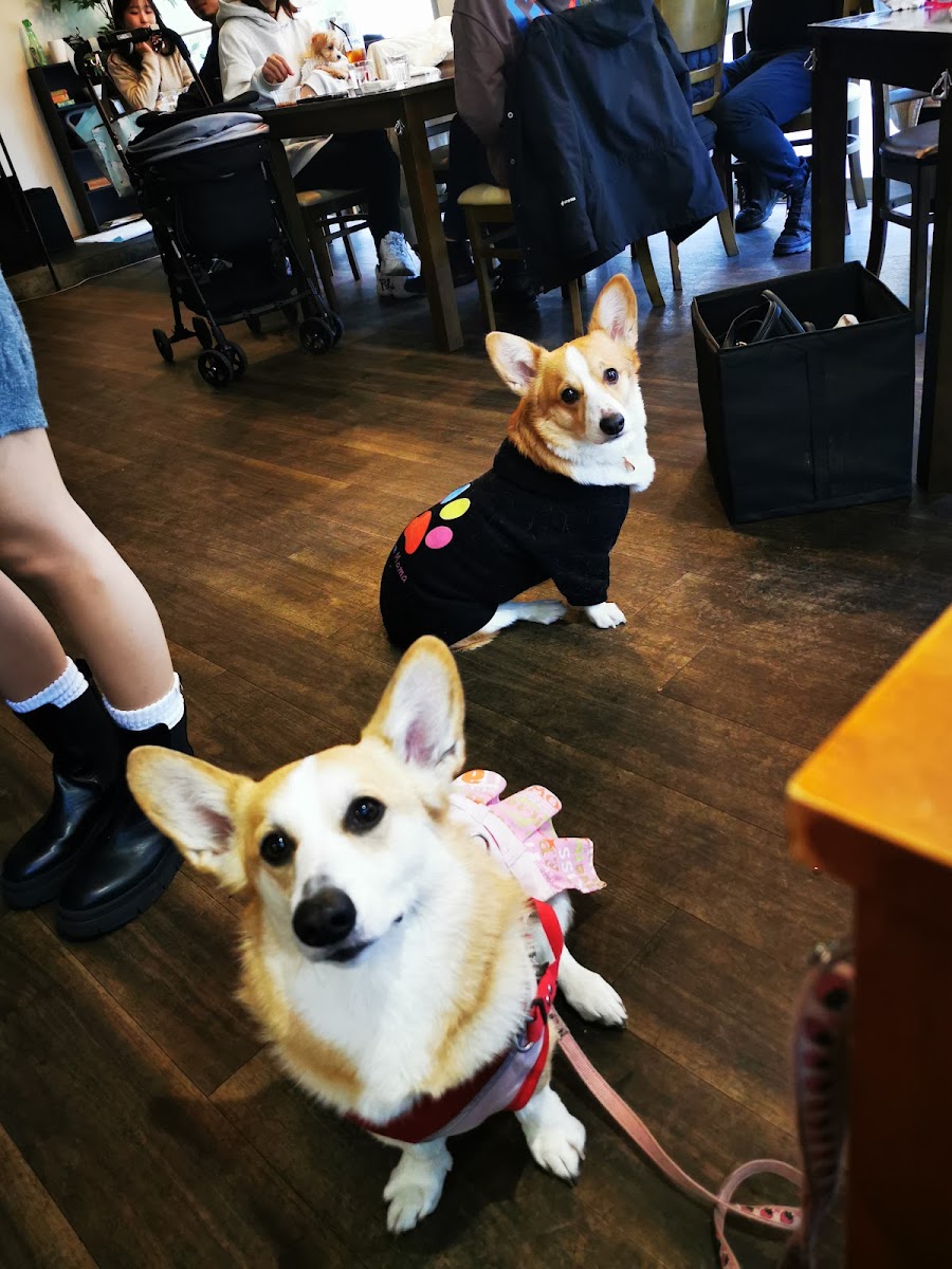 cafe dining COVOT - 4