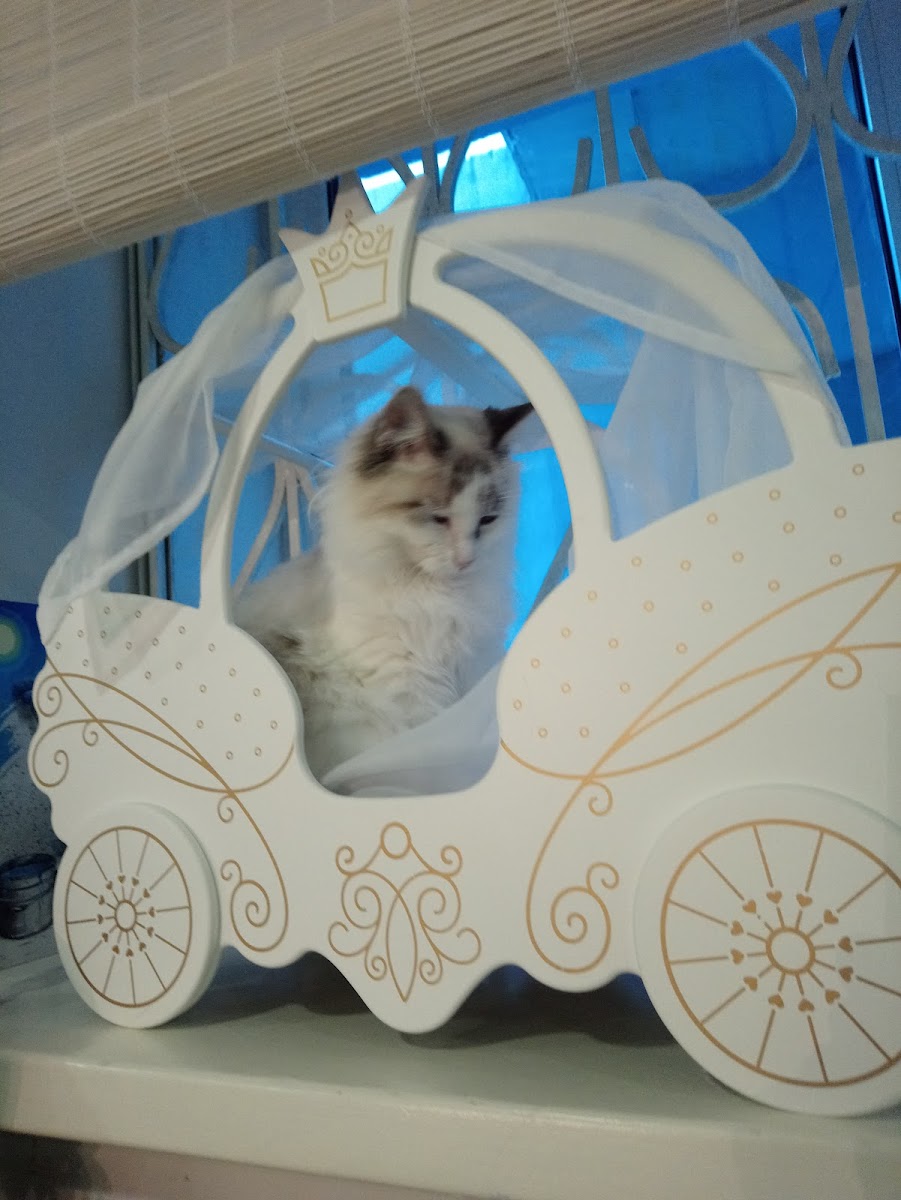 Kotokafe Pomurrrchim - 2