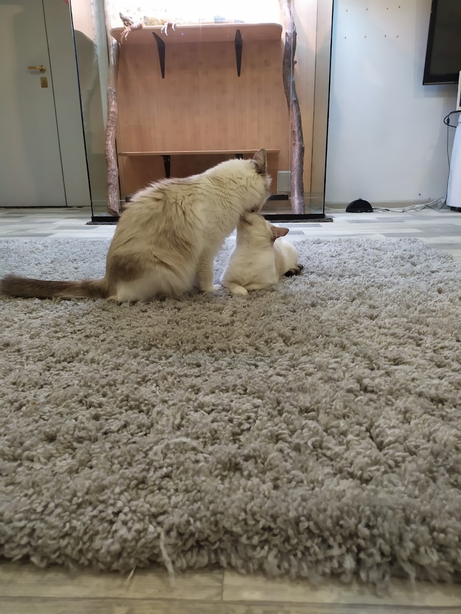 Kotokafe Pomurrrchim - 3