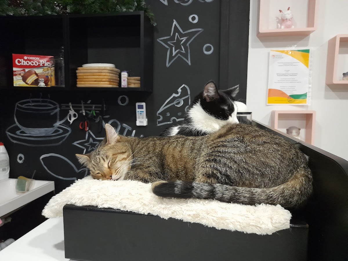 Kotokafe Pomurrrchim - 4