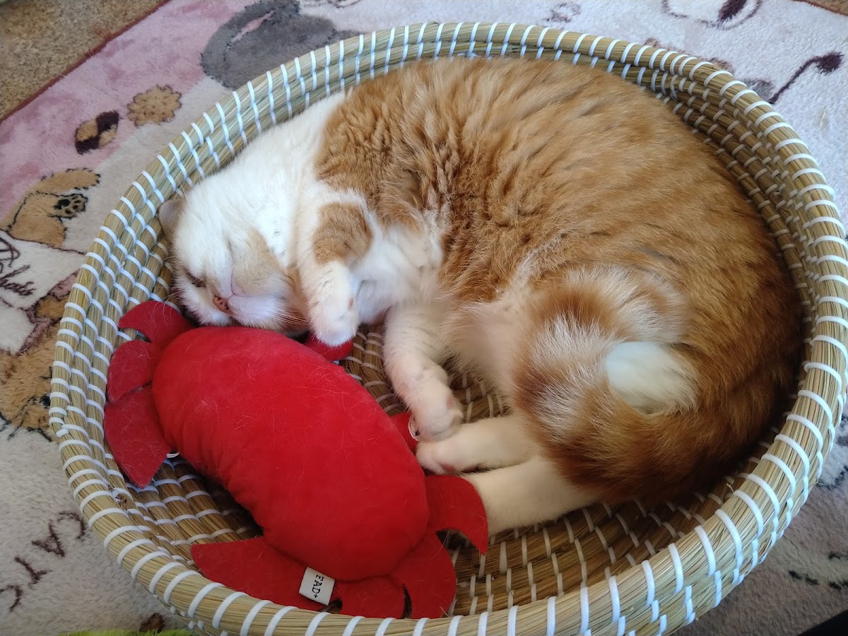 Cat Cafe Smile Again - 10