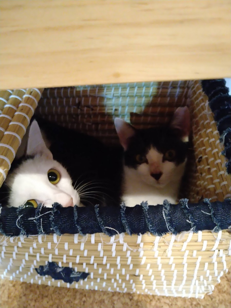 Cat Cafe Smile Again - 7