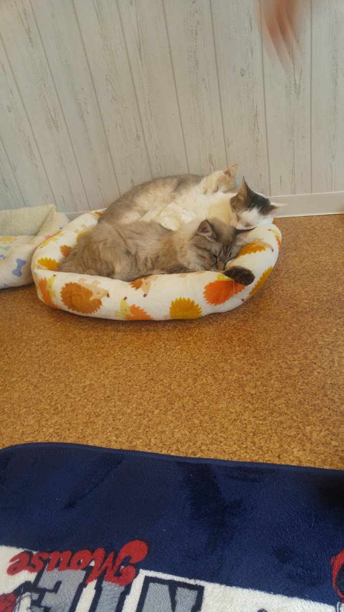 Cat Cafe Smile Again - 8