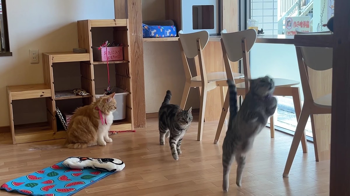 Cat Cafe Nyansore - 2