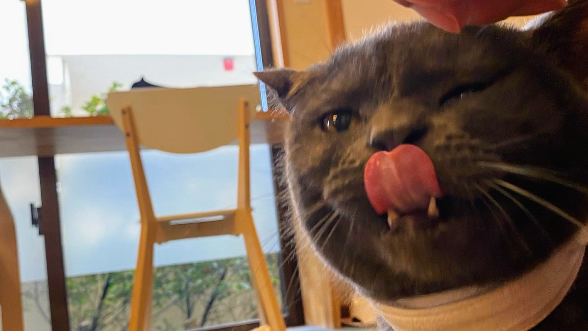 Cat Cafe Nyansore - 4