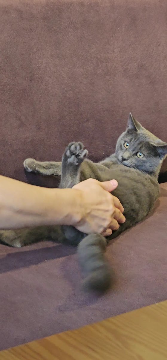 BLAK Coffee Co. Beytepe 1923 - 9