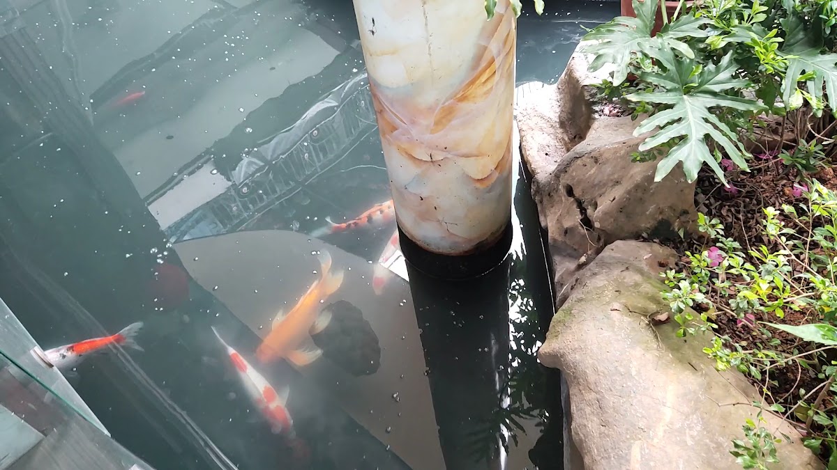 RuBy Coffee Cá Koi - 2