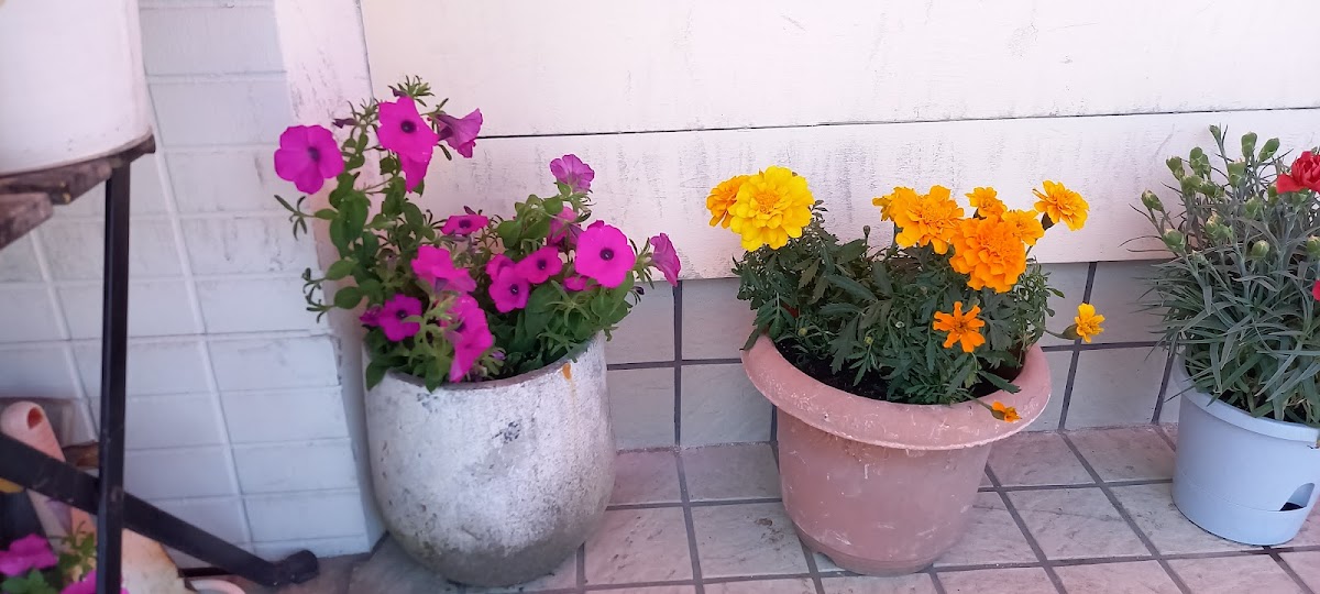 TSUMORI cafe&flower - 4