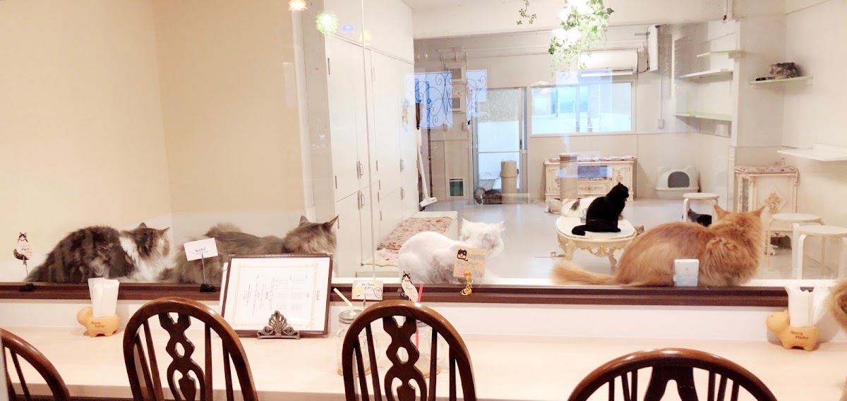 Cat Mon 美cafe - 6