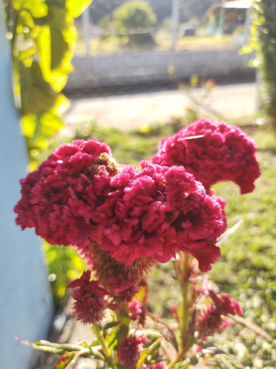 Quitutes Mineiros - Terezinha do Queijo