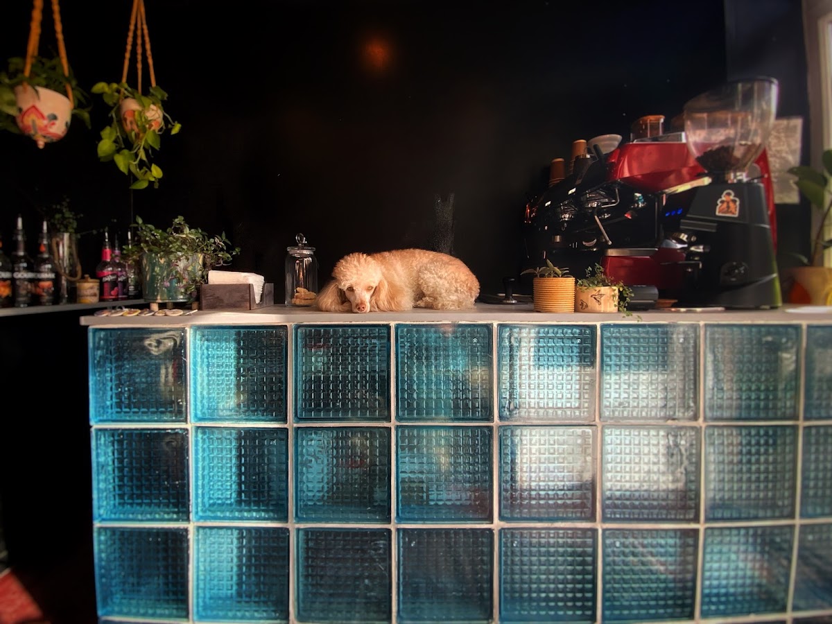 poodle coffee