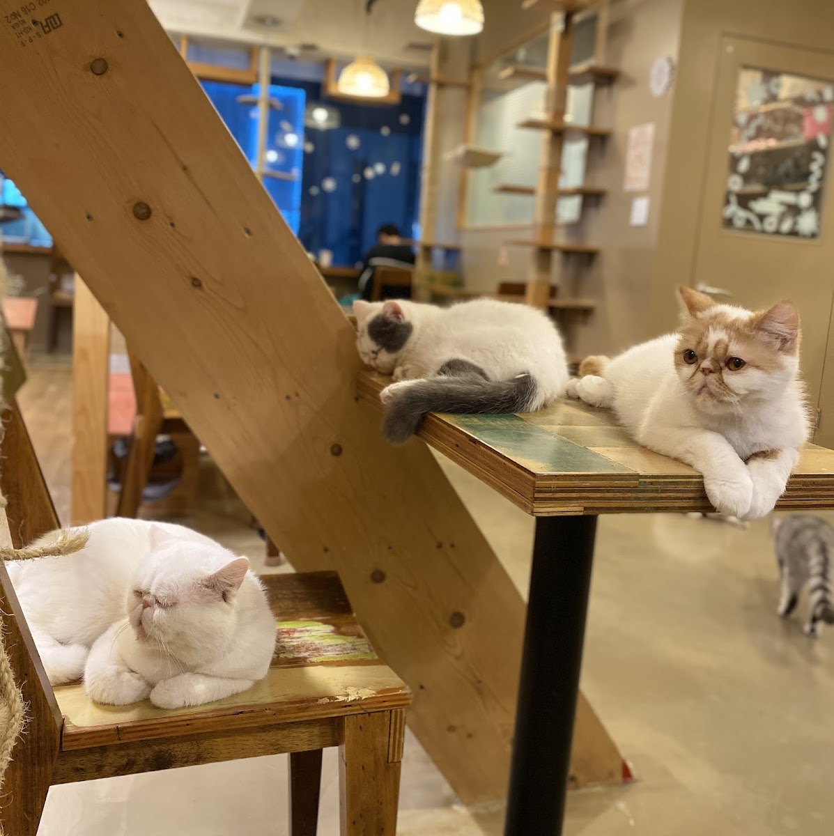 Sinchon CAT CAFE Cat’s Loft