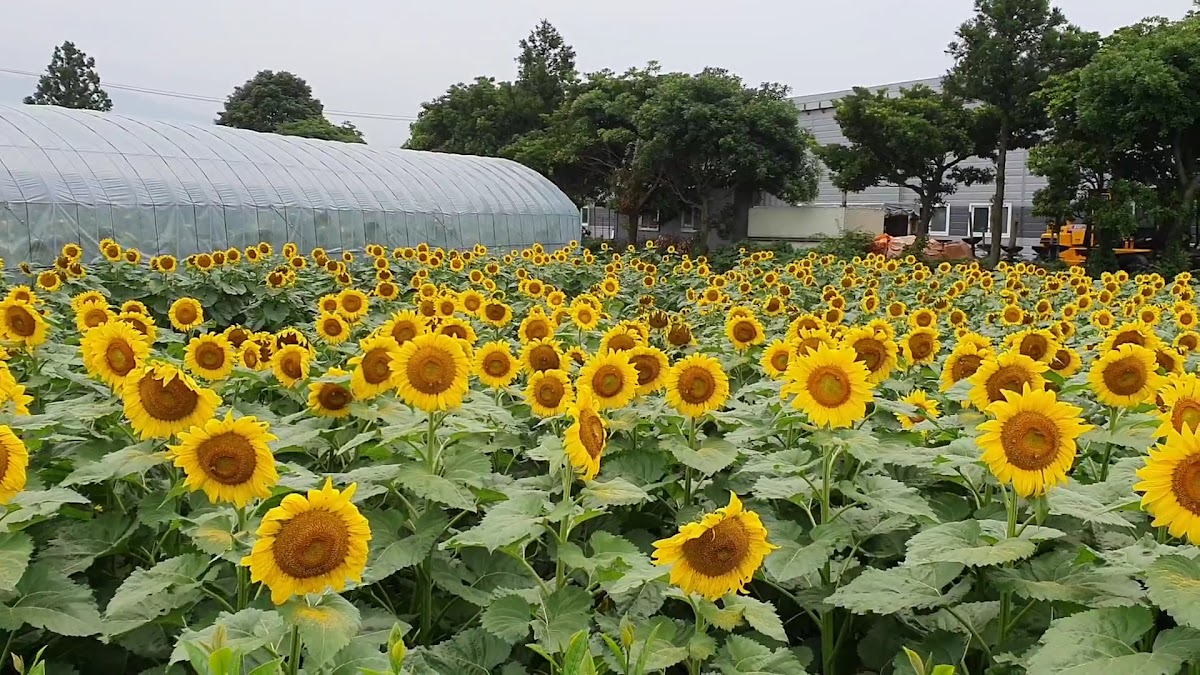 Kim Kyoung Sook Sunflower Farm - 2