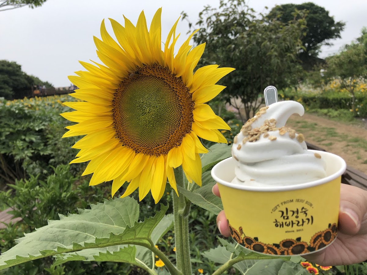 Kim Kyoung Sook Sunflower Farm - 4