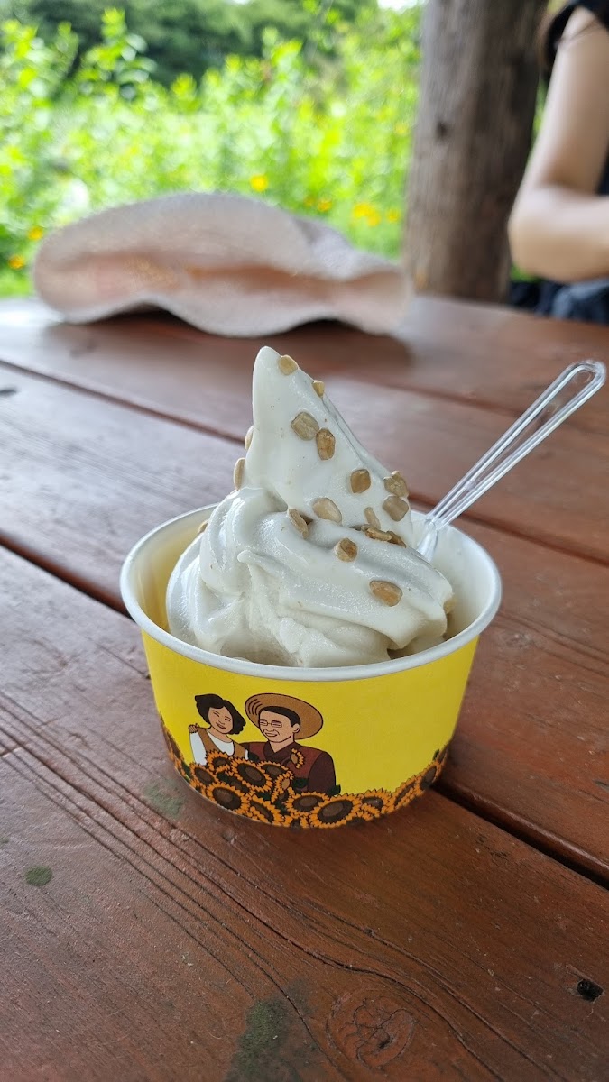 Kim Kyoung Sook Sunflower Farm - 5