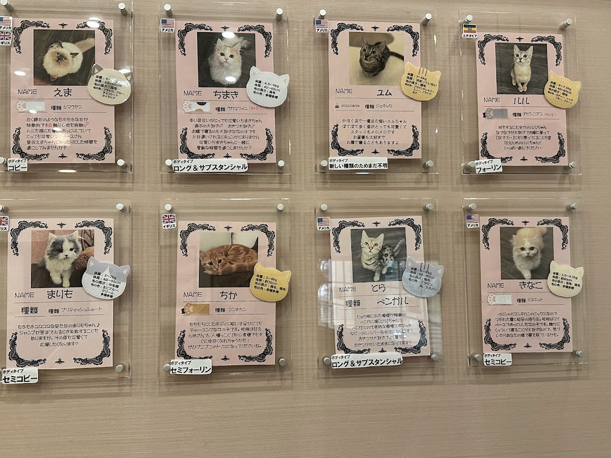 Cat Cafe Puchi Marry AEON MALL KAHOKU - 1