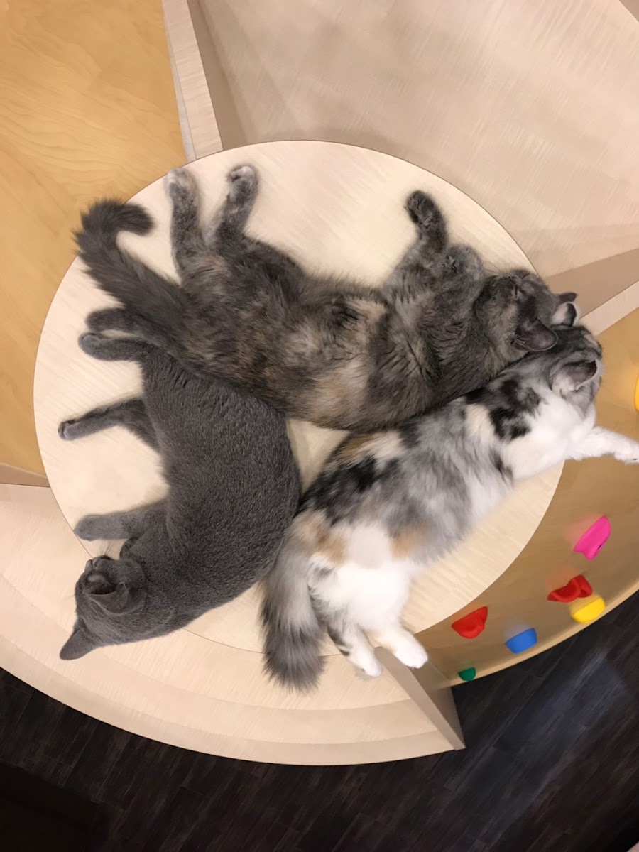 Cat Cafe Puchi Marry AEON MALL KAHOKU - 10