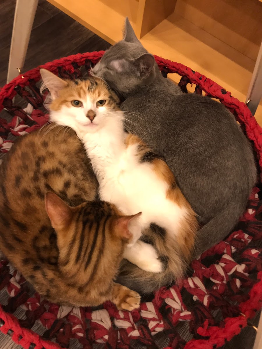 Cat Cafe Puchi Marry AEON MALL KAHOKU - 2