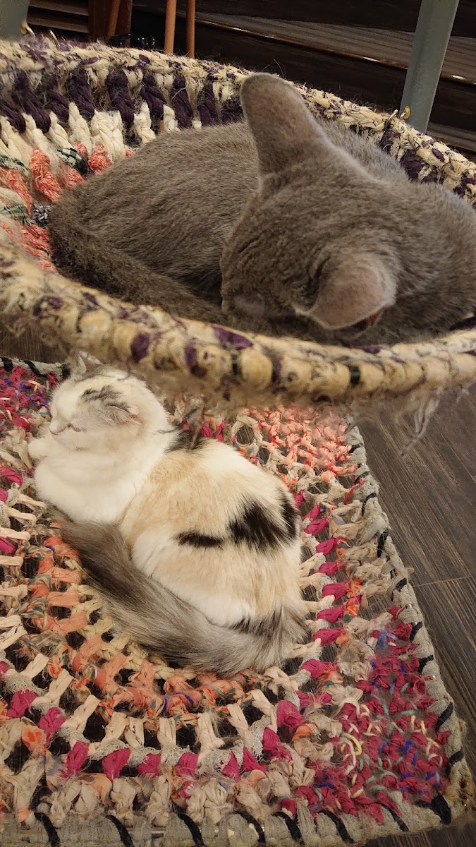 Cat Cafe Puchi Marry AEON MALL KAHOKU - 5