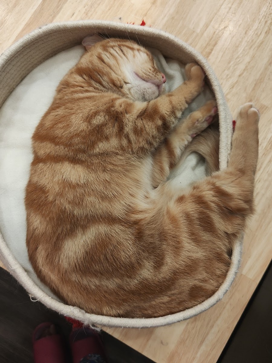 Cat Cafe Puchi Marry AEON MALL KAHOKU - 7