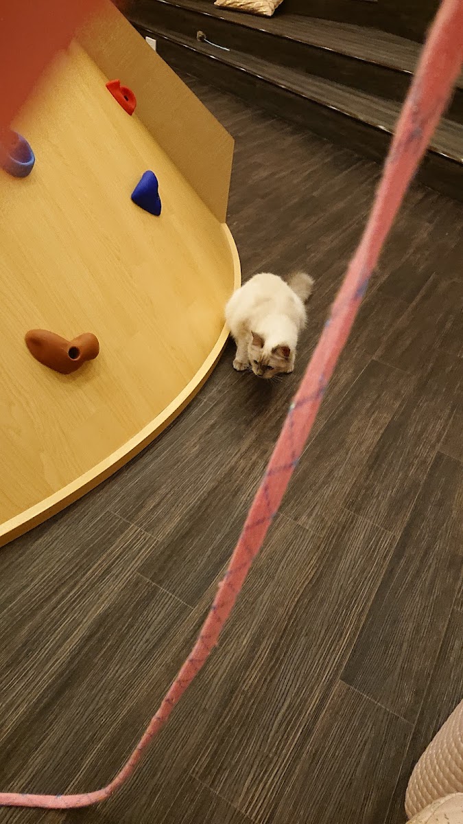 Cat Cafe Puchi Marry AEON MALL KAHOKU - 8