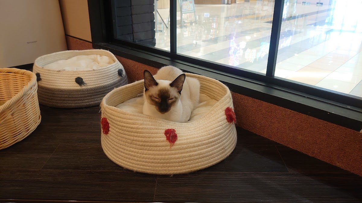 Cat Cafe Puchi Marry AEON MALL KAHOKU - 9