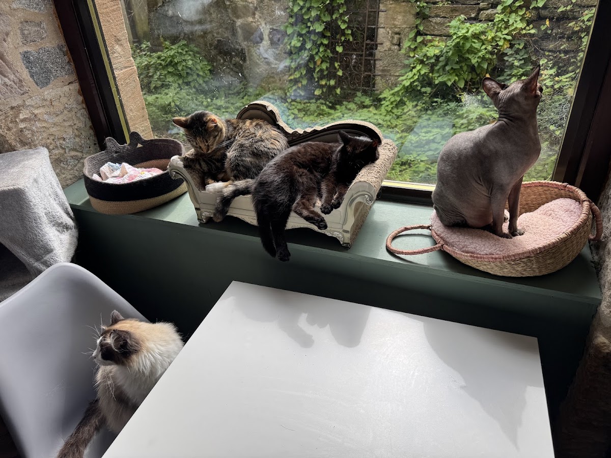 Kitty Cat Cafe - 2