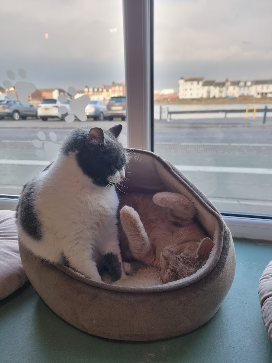 Kitty Cat Cafe - 4