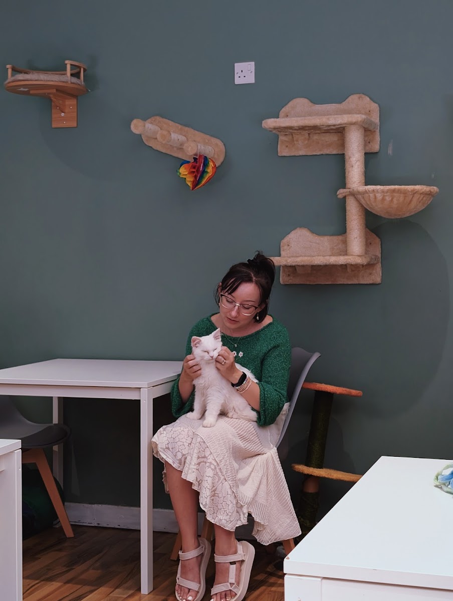 Kitty Cat Cafe - 5